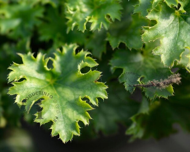 Heuchera 'Apple Crisp'