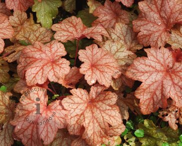 Heuchera 'Carnival Watermelon'
