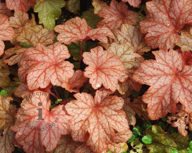 Heuchera 'Carnival Watermelon'