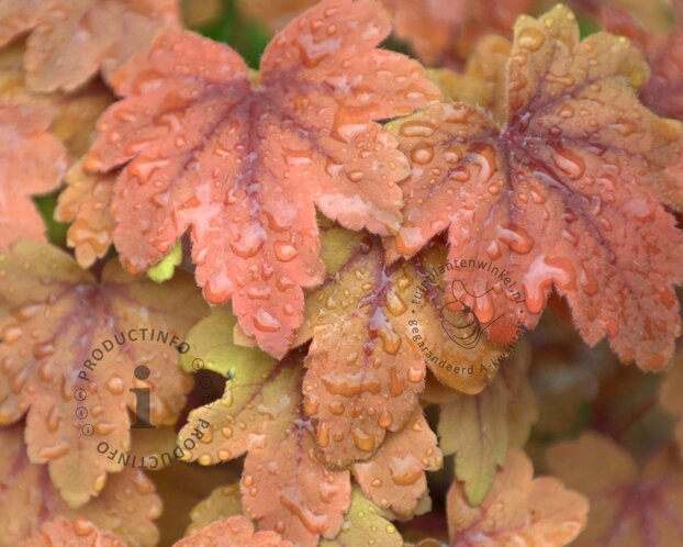 Heucherella 'Sweet Tea'