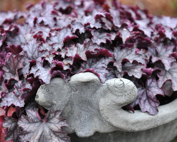 Heuchera 'Carnival Plum Crazy'