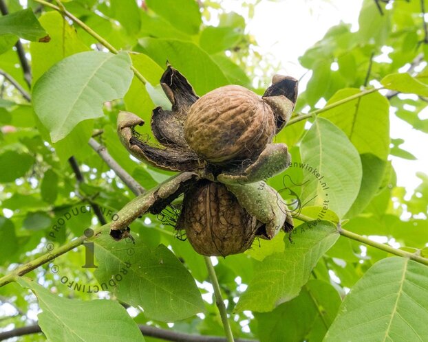 Juglans regia 'Plovdivski' - hoogstam