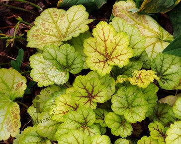 Heuchera 'Electra'