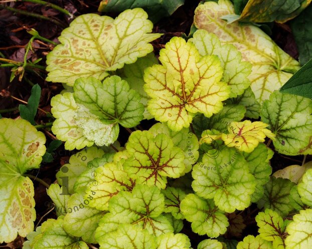 Heuchera 'Electra'