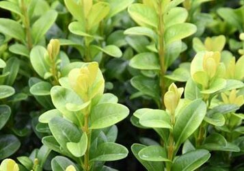 Schade door buxusmot, wat nu?