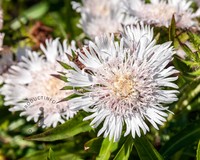 Stokesia laevis 'Alba'