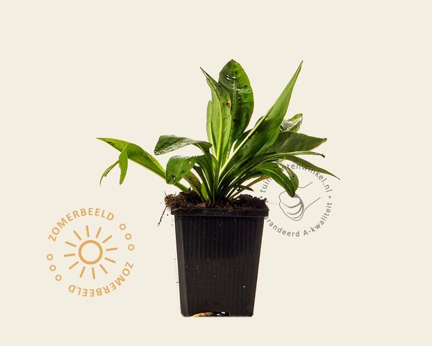 Stokesia laevis 'Alba'