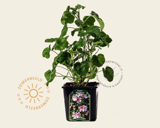 Lavatera 'Barnsley Baby'