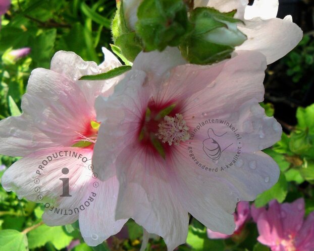 Lavatera 'Barnsley Baby'