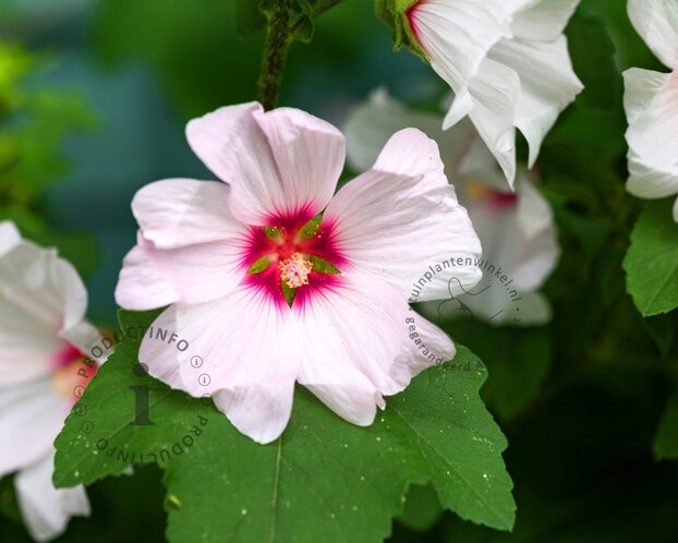 Lavatera 'Barnsley Baby'