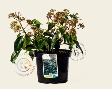 Hedera colchica 'Fall Favourite' image