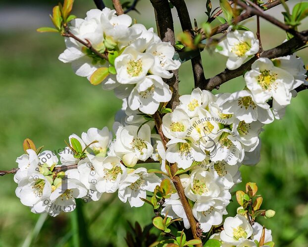 Chaenomeles x superba 'Jet Trail'