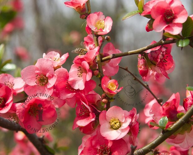 Chaenomeles x superba 'Pink Trail'