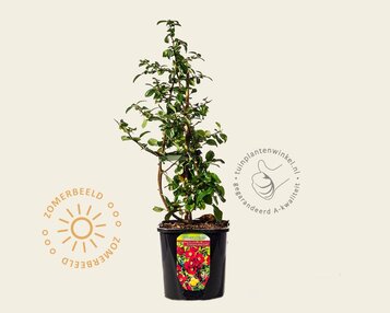 Chaenomeles x superba 'Crimson and Gold' image