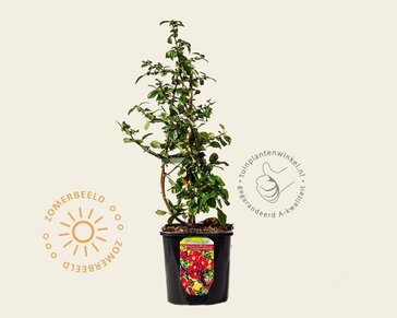Chaenomeles x superba 'Crimson and Gold'