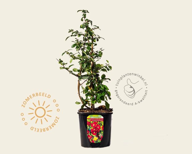 Chaenomeles x superba 'Crimson and Gold'