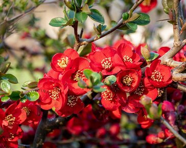 Chaenomeles x superba 'Crimson and Gold'