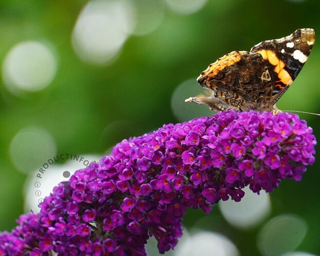Buddleja davidii 'Butterfly Tower'