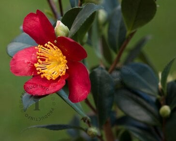Camellia sasanqua 'Yuletide'