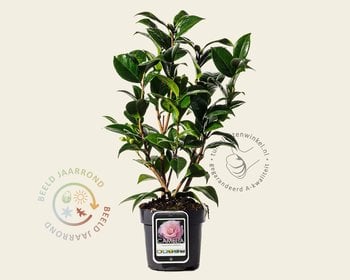 Camellia japonica 'Nuccio's Cameo'