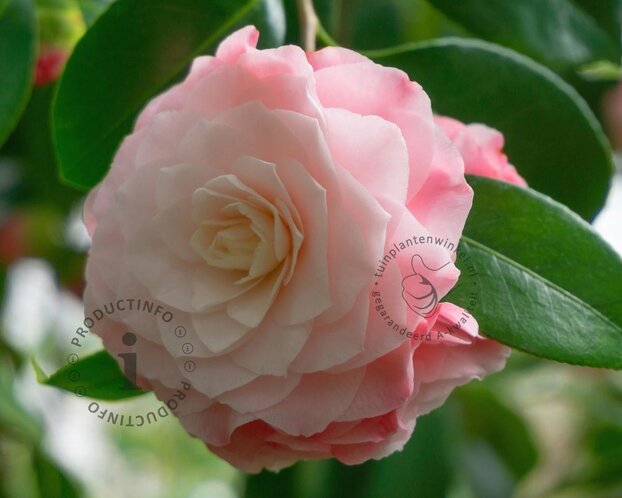 Camellia japonica 'Nuccio's Cameo'