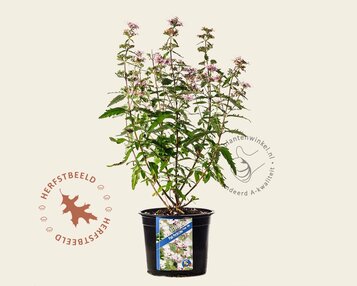 Caryopteris x clandonensis 'Pink Perfection' image