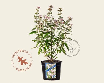 Caryopteris x clandonensis 'Pink Perfection'
