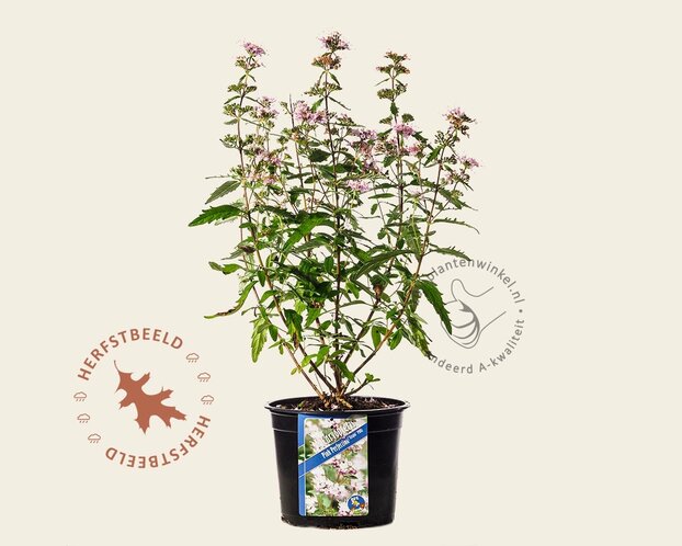 Caryopteris x clandonensis 'Pink Perfection'