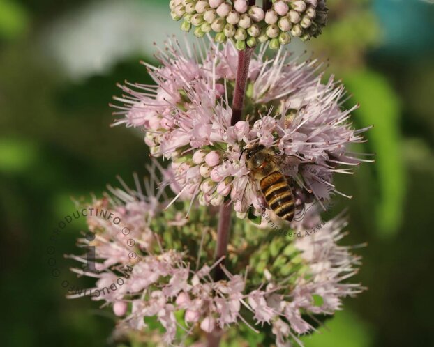 Caryopteris x clandonensis 'Pink Perfection'