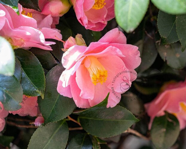 Camellia japonica 'Spring Festival'