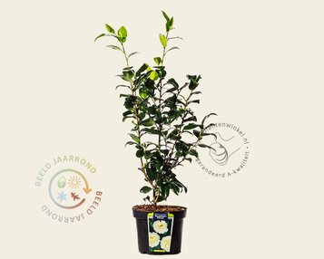 Camellia japonica 'Brushfield's Yellow' image