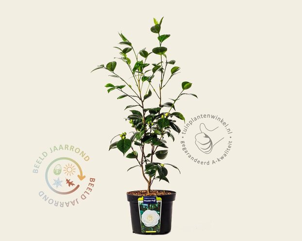 Camellia japonica 'Powder Puff'