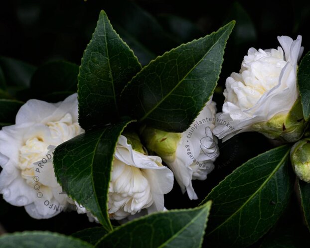 Camellia japonica 'Powder Puff'