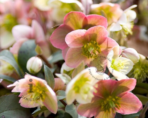 Helleborus 'Pink Beauty'