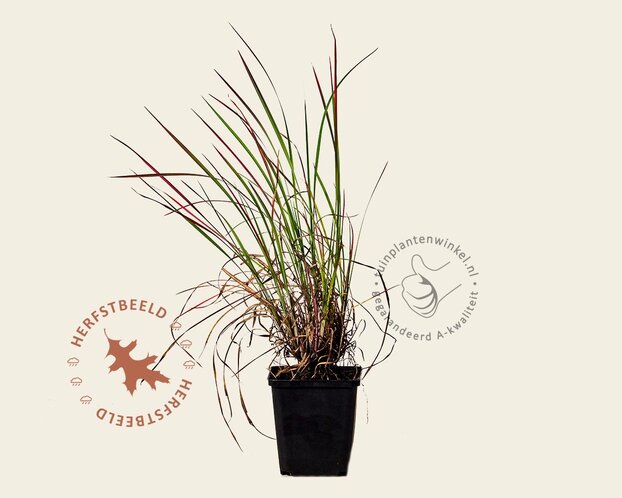 Schizachyrium scoparium 'Standing Ovation'