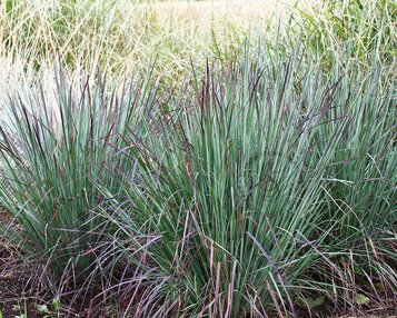 Schizachyrium scoparium 'Standing Ovation' image