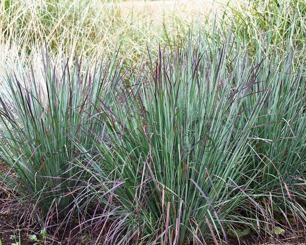 Schizachyrium scoparium 'Standing Ovation'