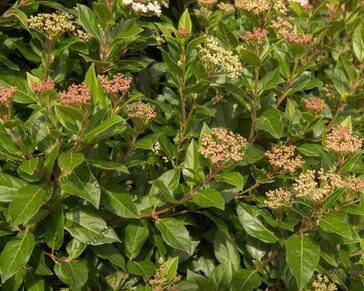 Viburnum tinus 'Eve Price' op stam