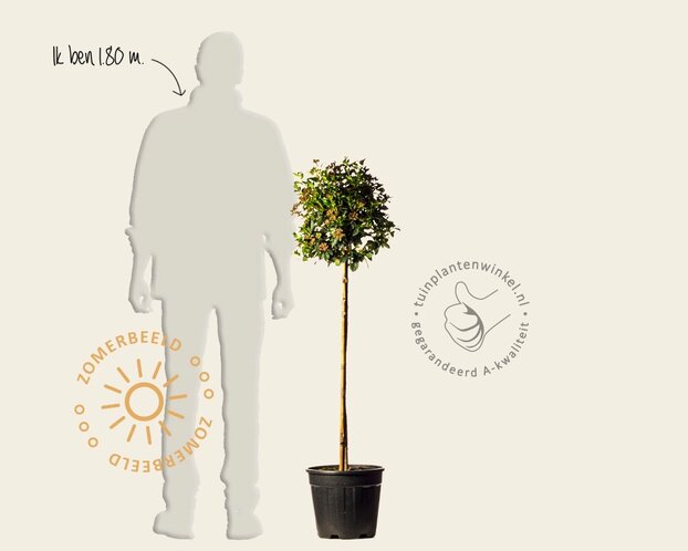 Viburnum tinus 'Eve Price' op stam