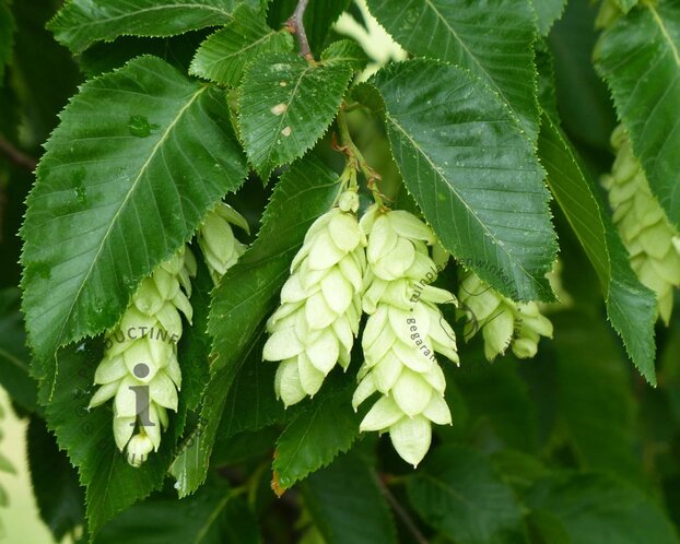 Ostrya carpinifolia