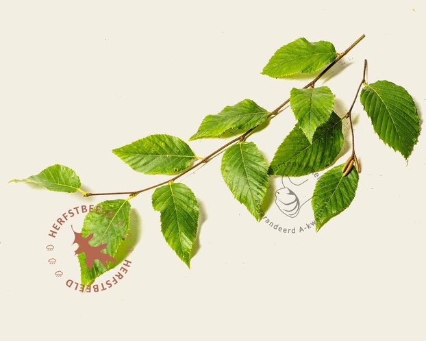 Ostrya carpinifolia