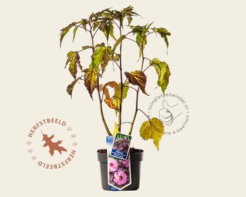 Hibiscus moscheutos 'Pink Candy' image