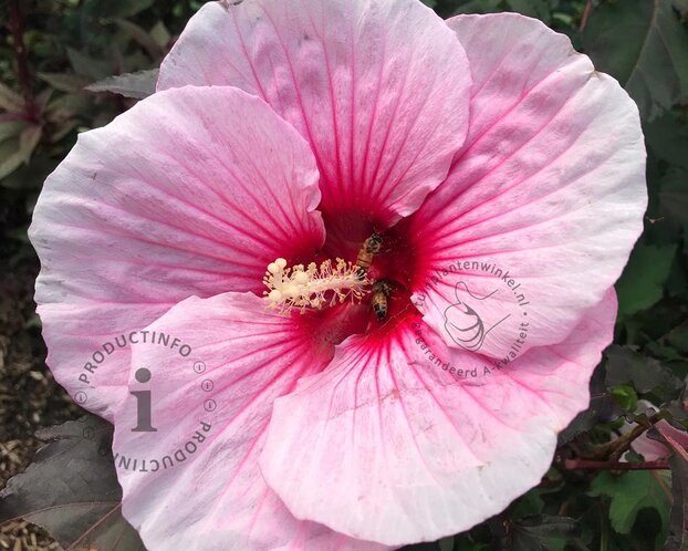 Hibiscus moscheutos 'Pink Candy'