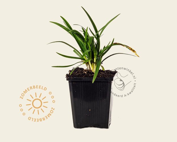 Agapanthus africanus - in pot