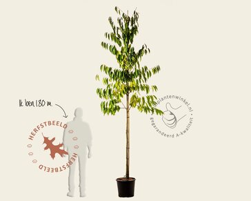 Diospyros lotus