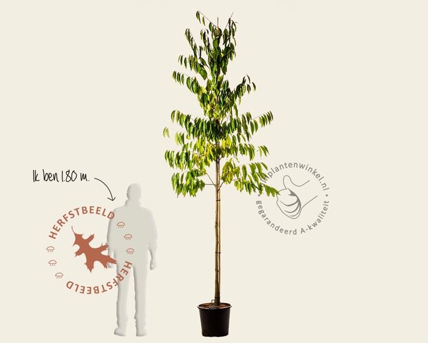 Diospyros lotus