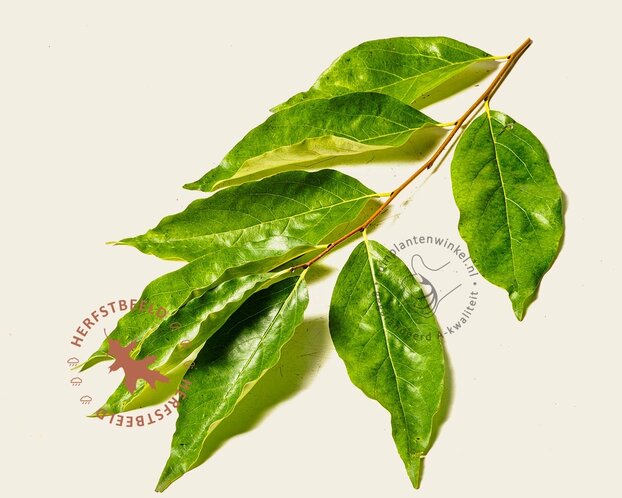Diospyros lotus