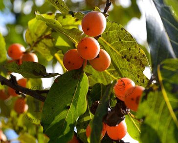 Diospyros lotus