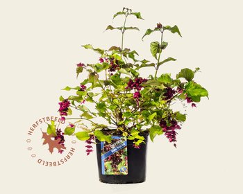 Leycesteria formosa 'Purple Rain'