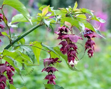 Leycesteria formosa 'Purple Rain'
